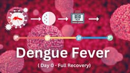 Dengue Fever Timeline: What Happens from Day 0 to Recovery (Dengue phases)