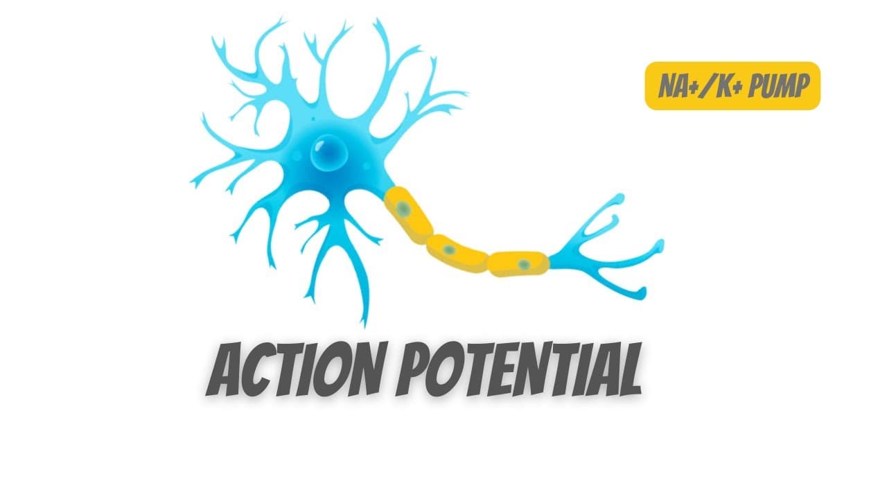 Action potential in Neurons and NA+/K+ pump