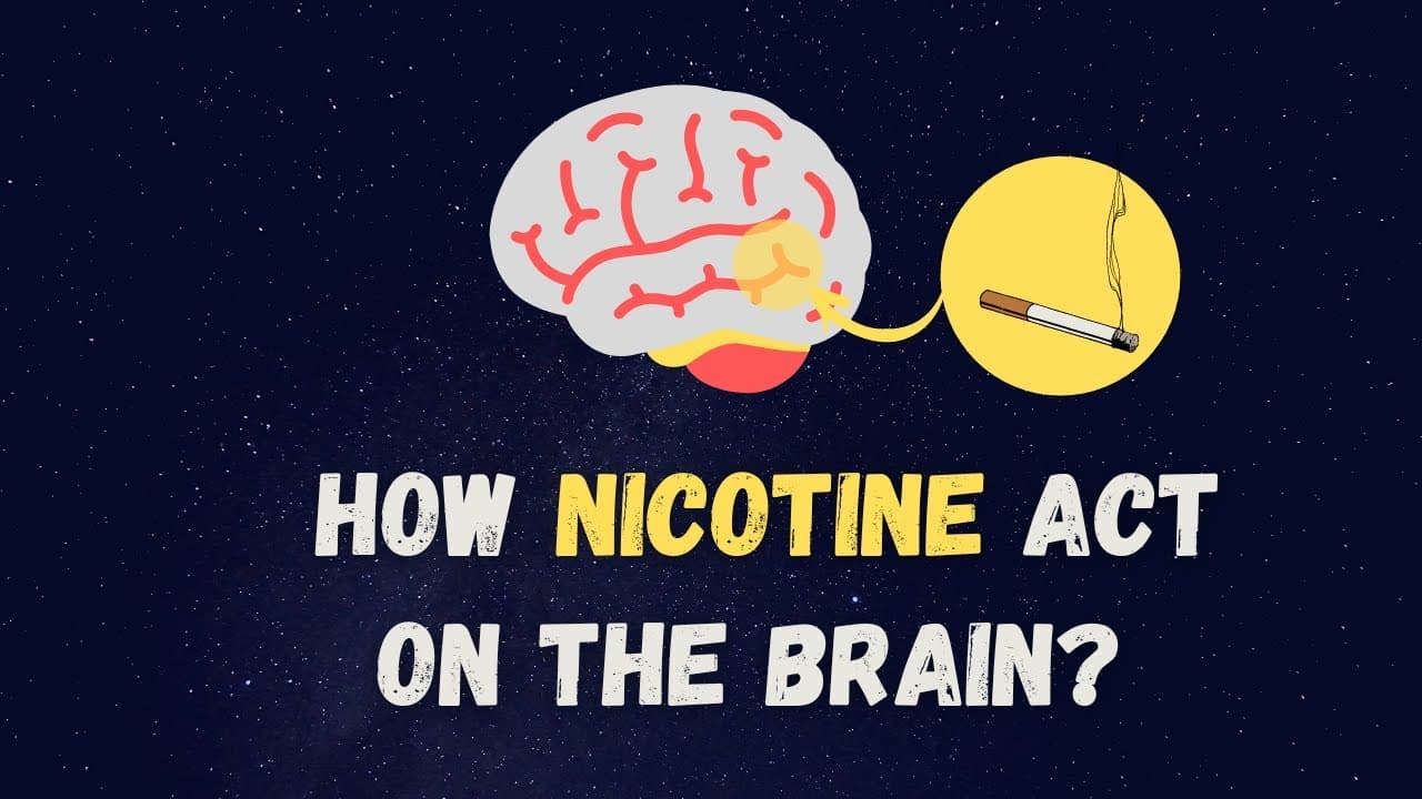 How Nicotine act on Our Brain (3D)
