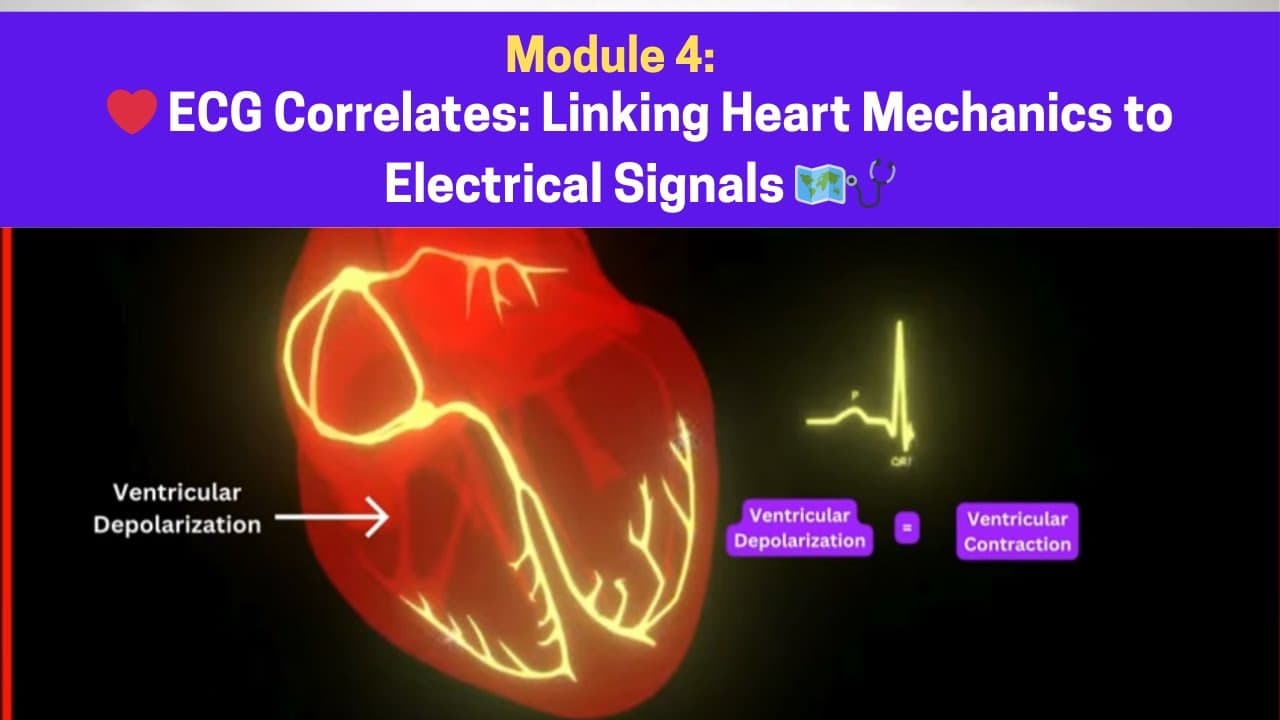 Module 4: ECG Correlates - Linking Heart Mechanics to Electrical Signals